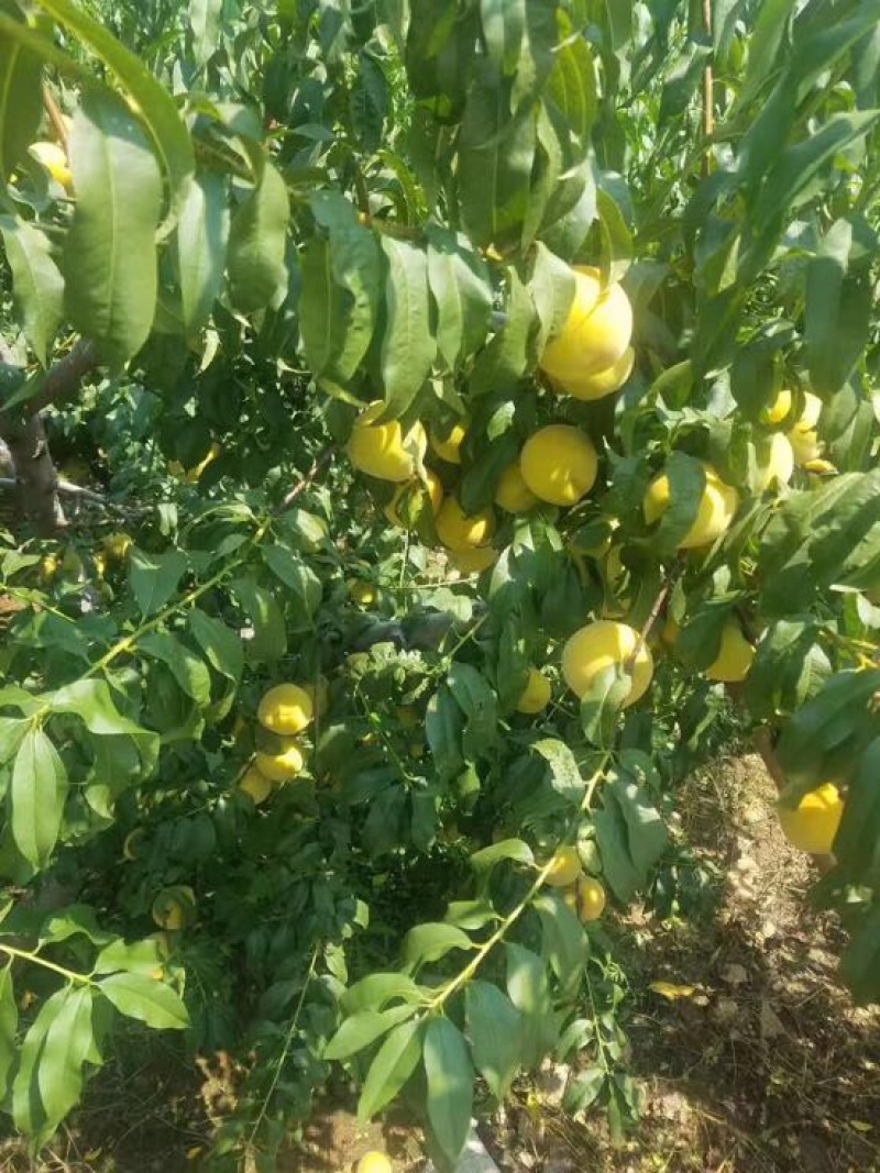 「优」金皇后3~4两量大万亩种植基地产地直发