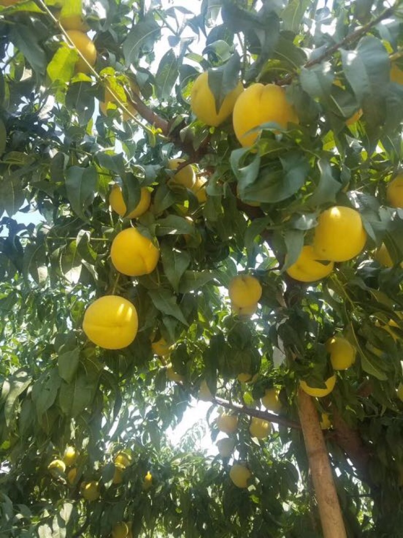 「优」金皇后3~4两量大万亩种植基地产地直发