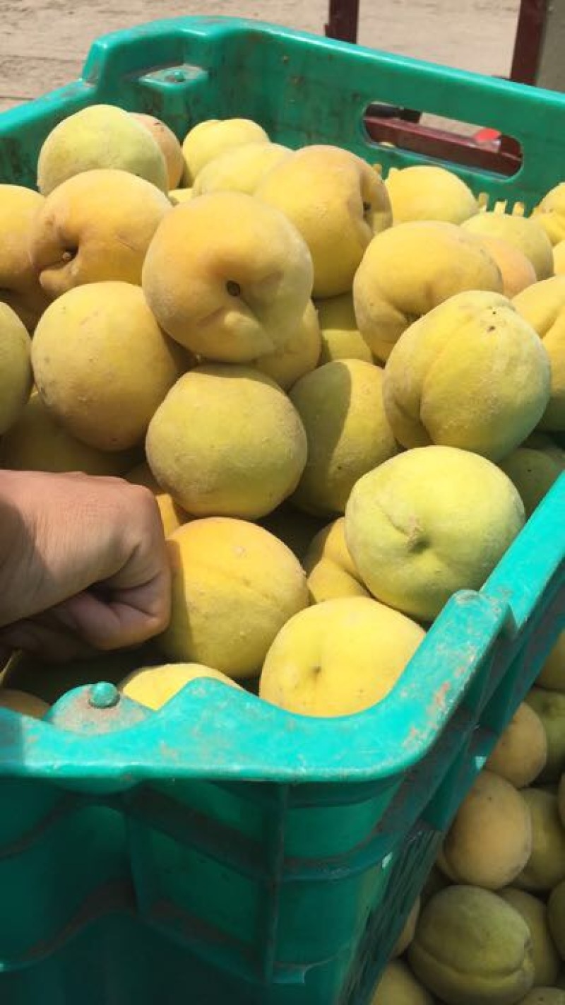 「优」金皇后3~4两量大万亩种植基地产地直发