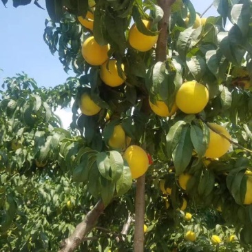 「优」金皇后3~4两量大万亩种植基地产地直发