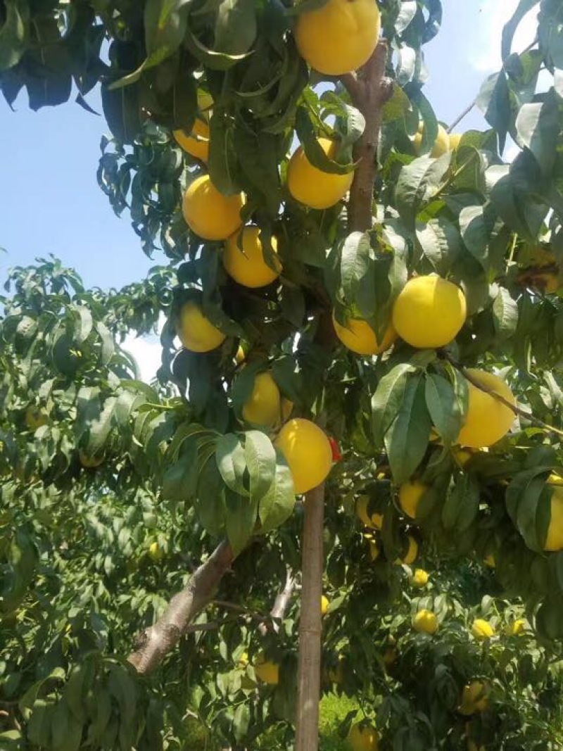 「优」金皇后3~4两量大万亩种植基地产地直发
