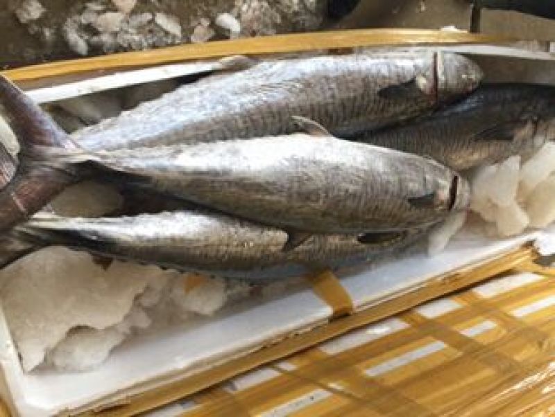 鱿鱼食用冰冻