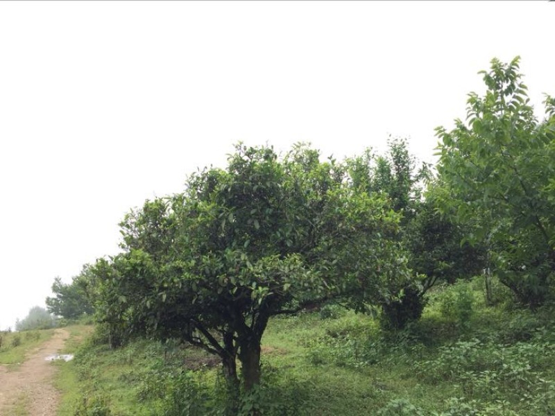 普洱茶一级