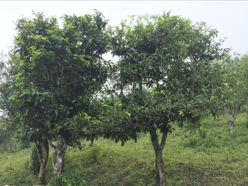 普洱茶一级
