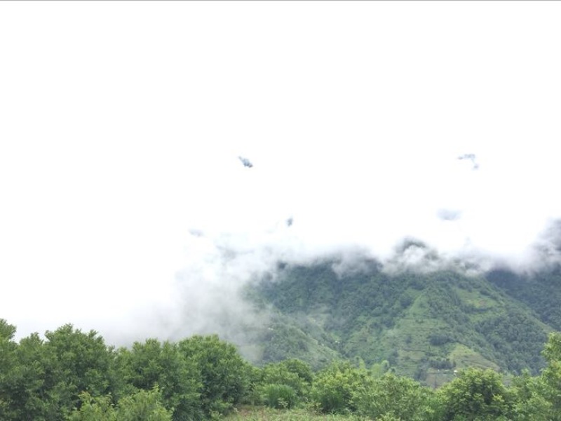 普洱茶一级