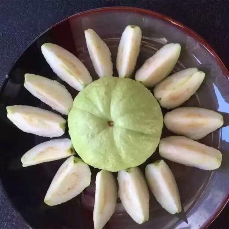 台湾番石榴白心芭乐，软香芭乐
