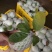 台湾番石榴白心芭乐，软香芭乐