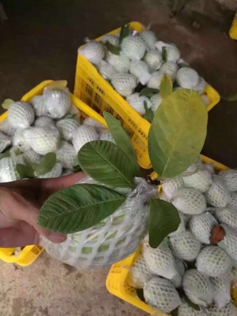 台湾番石榴白心芭乐，软香芭乐