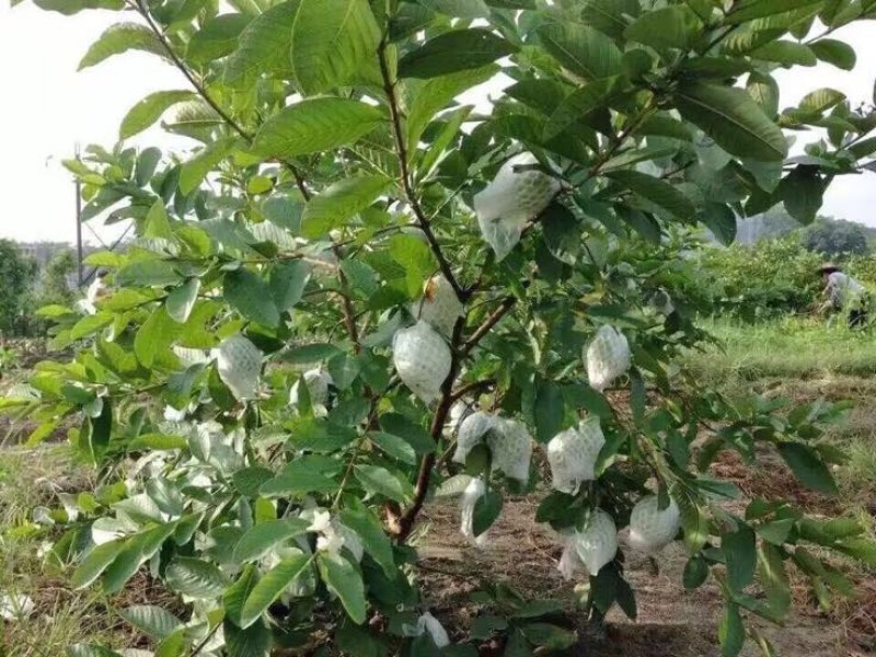 台湾番石榴白心芭乐，软香芭乐
