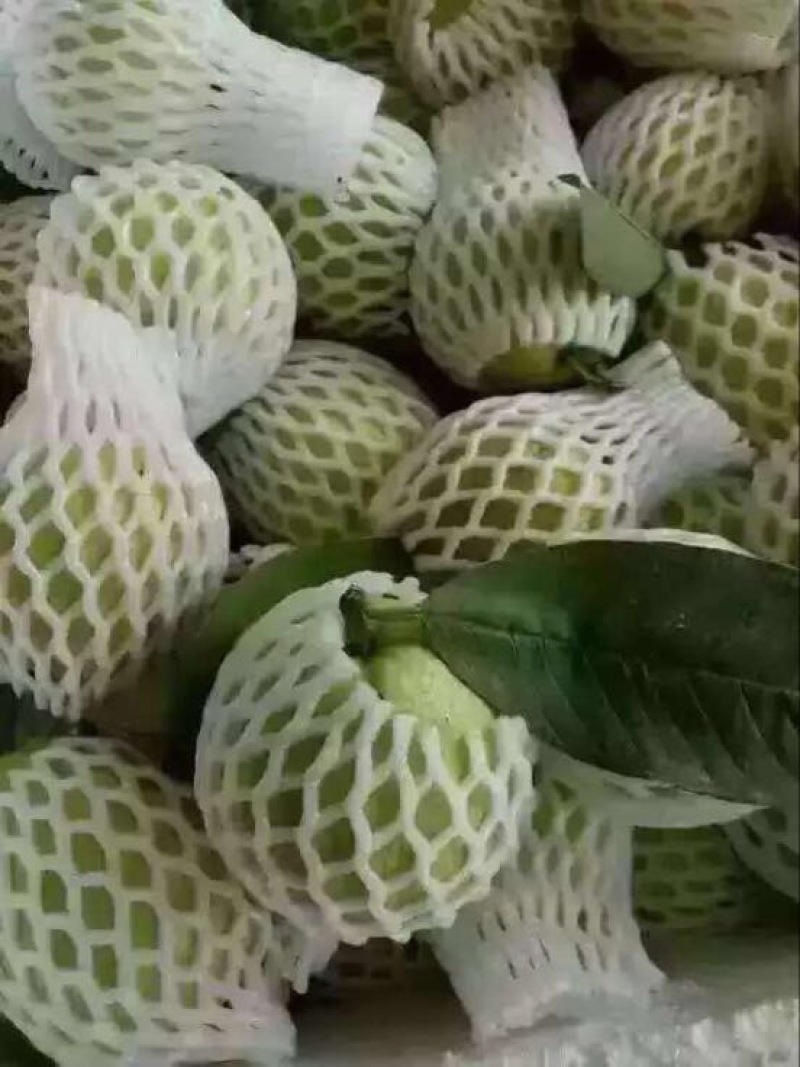 台湾番石榴白心芭乐，软香芭乐