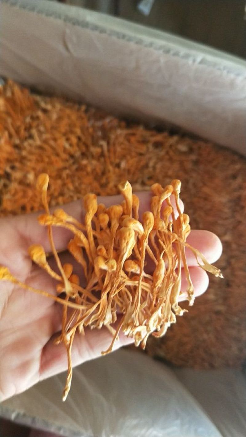 北虫草排孢子头颗颗孢子头靓货虫草花产地直供