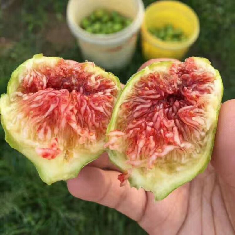 胶东春果布兰瑞克黄皮和青皮无花果鲜果，产地直发！