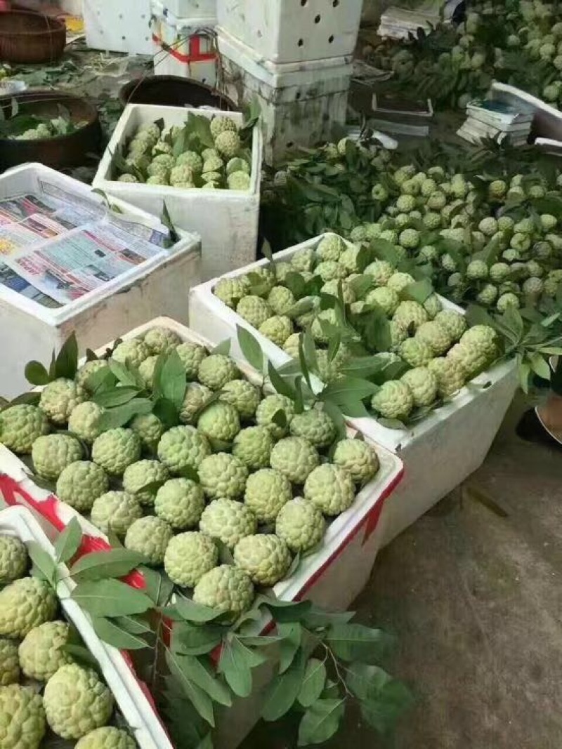 释迦一级100~150g