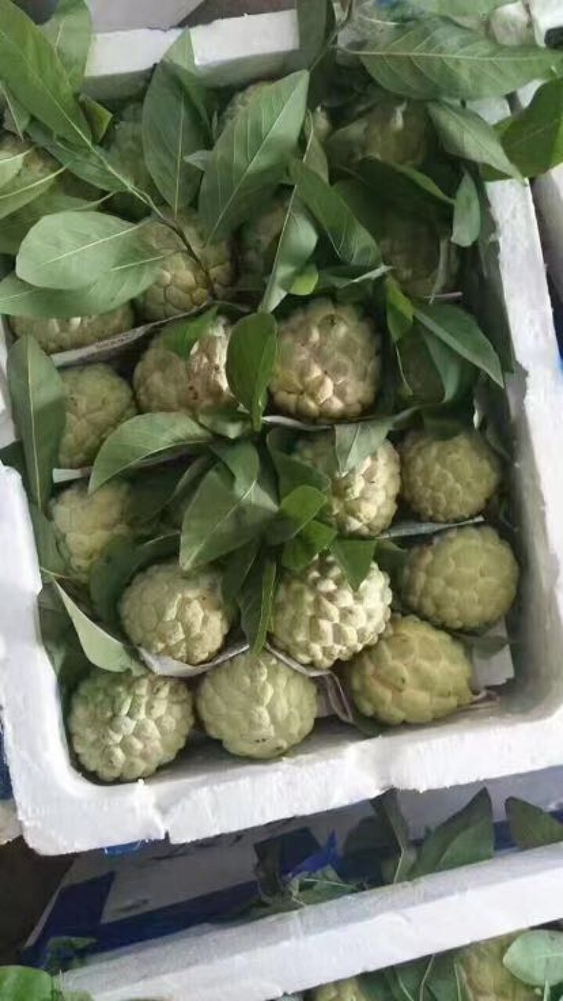 释迦一级100~150g
