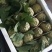 释迦一级100~150g