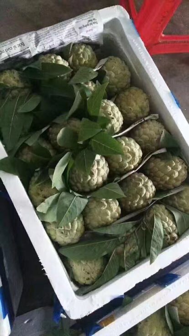 释迦一级100~150g