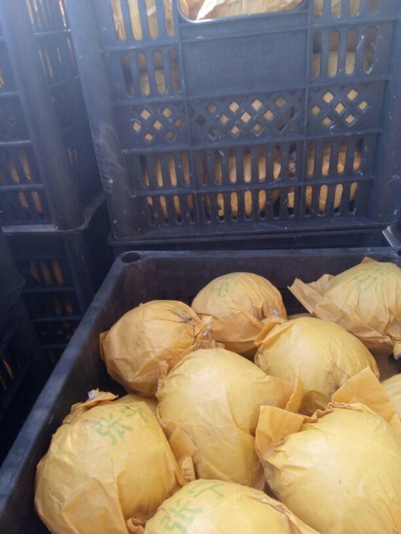 皇冠梨大量上市，欢迎全国各地的客户前来选购。