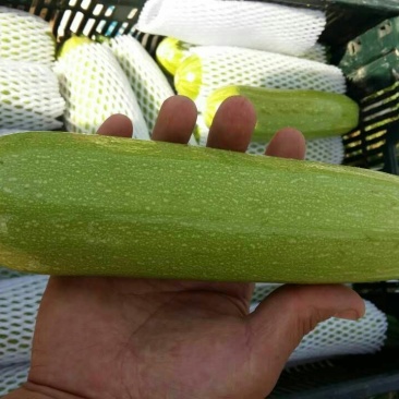 葫芦一斤左右的