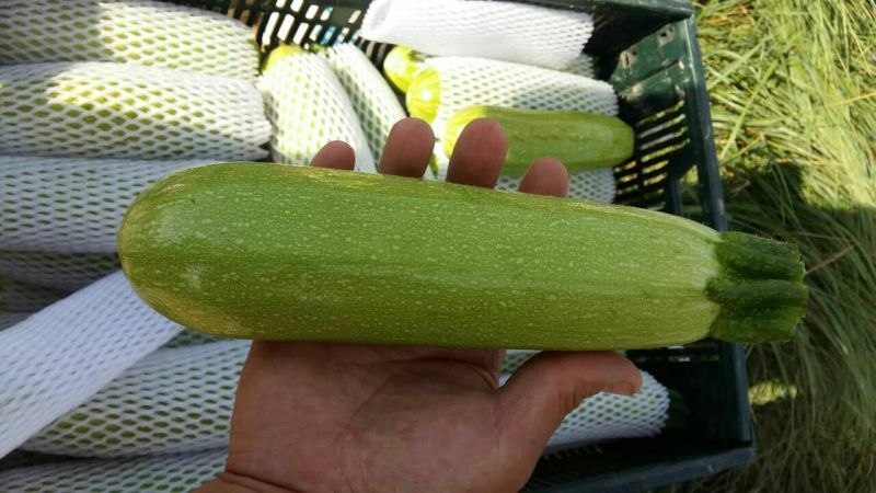 葫芦一斤左右的