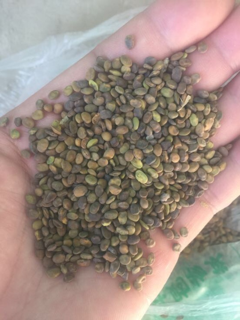 苦豆子甘肃民勤沙漠苦豆子高原苦豆子野生植物