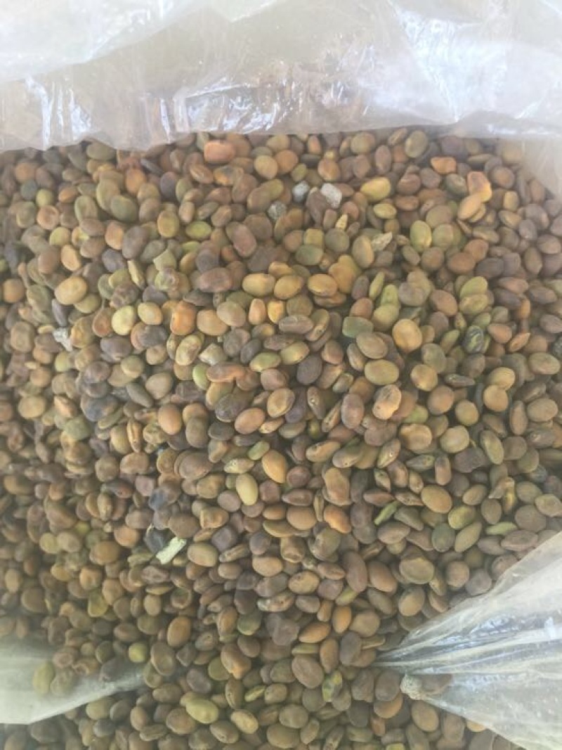 苦豆子甘肃民勤沙漠苦豆子高原苦豆子野生植物
