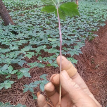 三七苗10~20cm