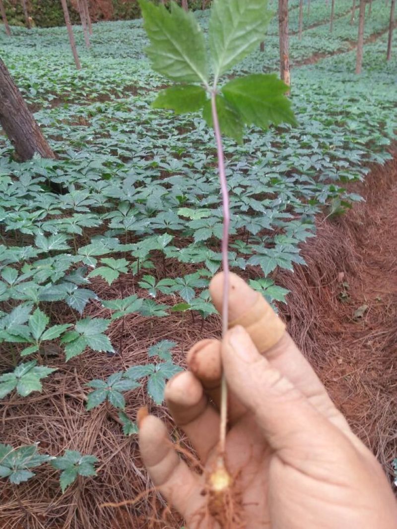 三七苗10~20cm