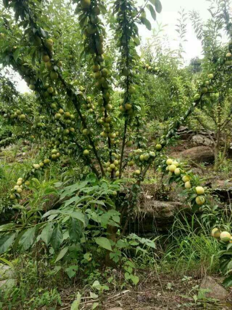 简阳李子苗-蜂糖李子苗50~100cm品种纯正