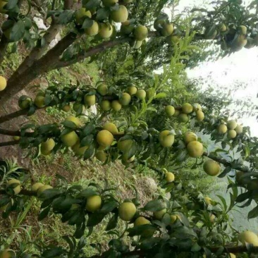 简阳李子苗-蜂糖李子苗50~100cm品种纯正