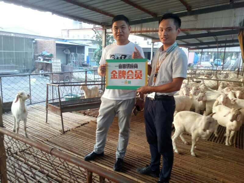 驴苗肉驴免费运输货到付款