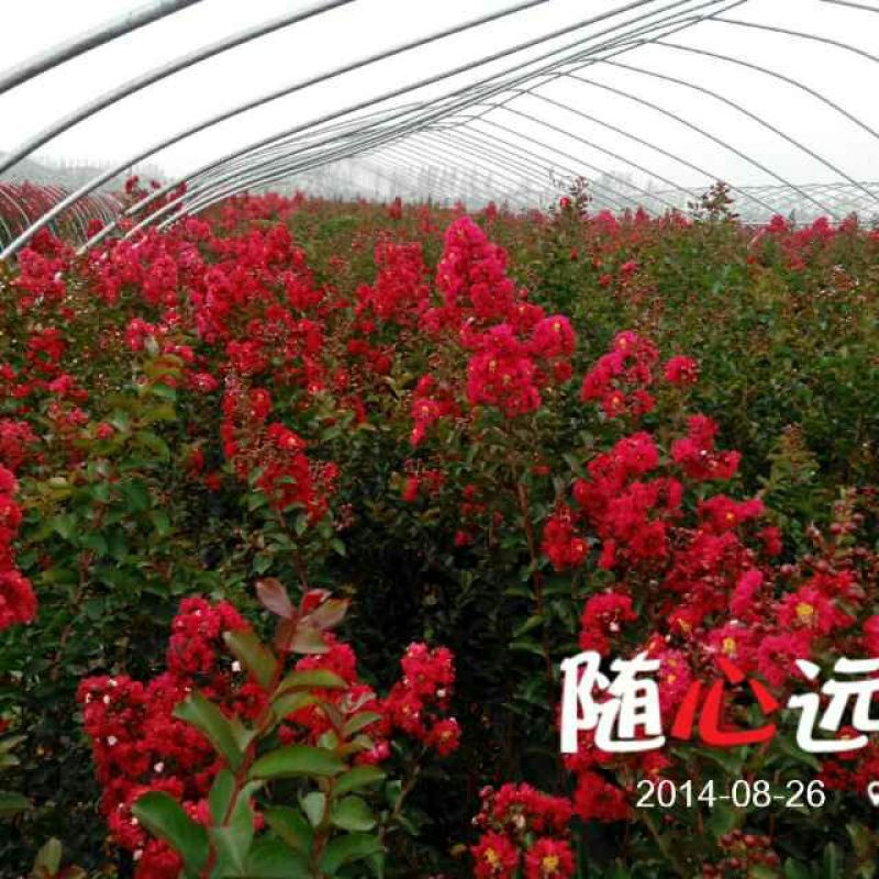 红火箭紫薇2cm以下1.5~2米1~2米