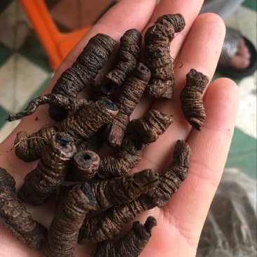 巴戟天二级