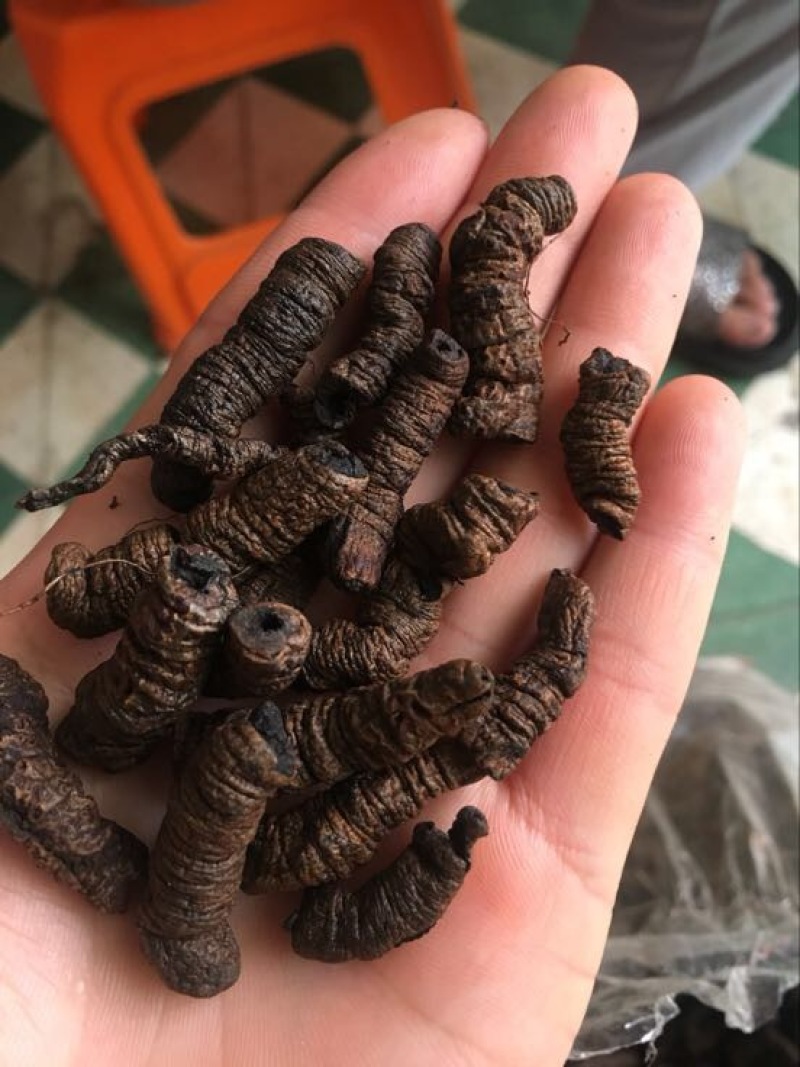巴戟天二级