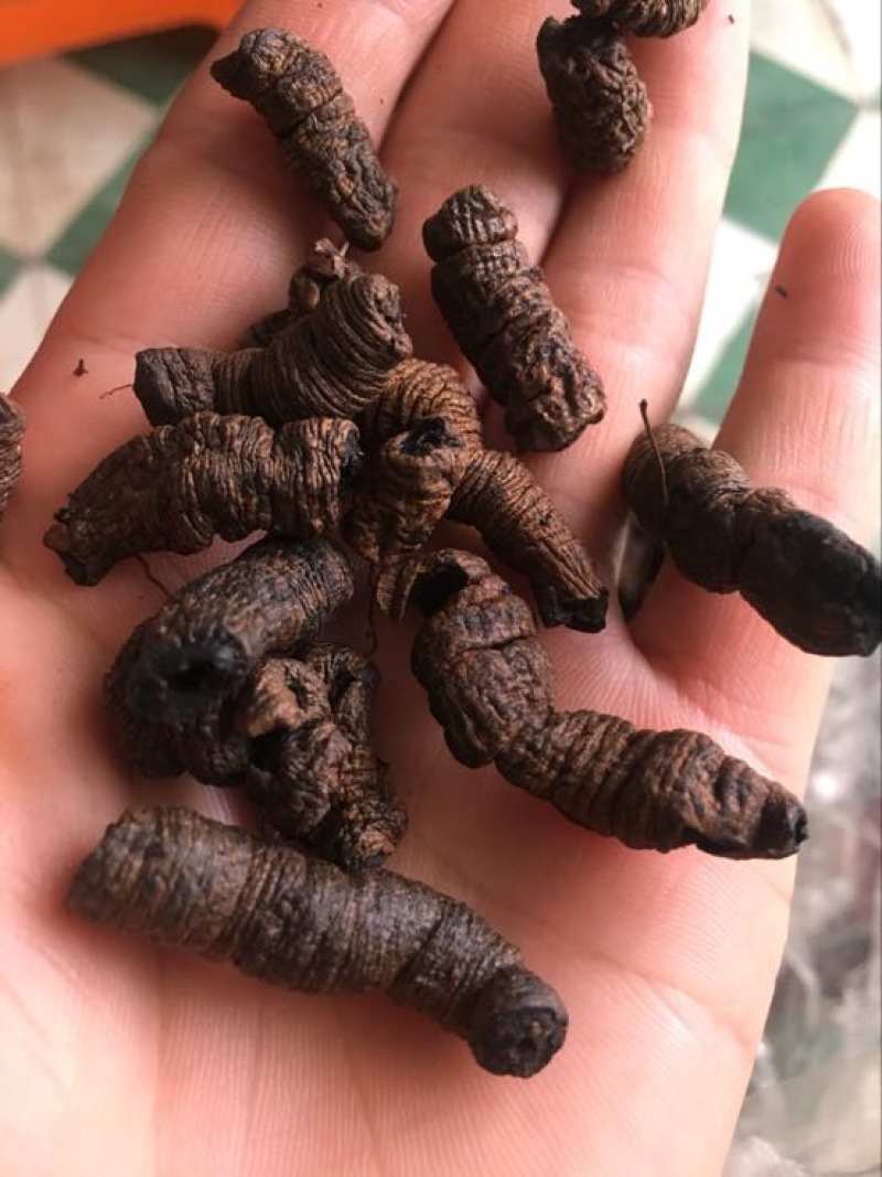 巴戟天二级