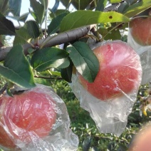 美八苹果美八苹果七零以上膜袋冠县水果基地