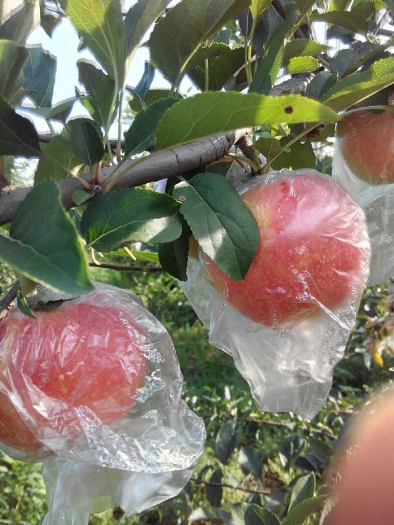 美八苹果美八苹果七零以上膜袋冠县水果基地