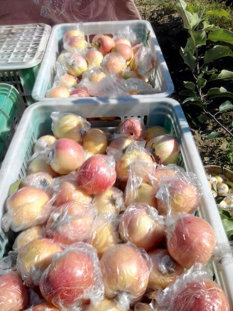 美八苹果美八苹果七零以上膜袋冠县水果基地
