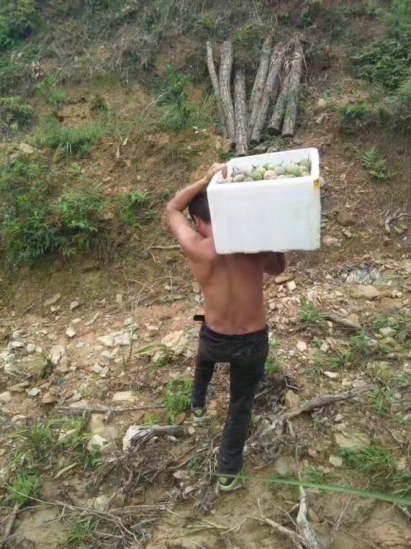 百香果桂林高山百香果