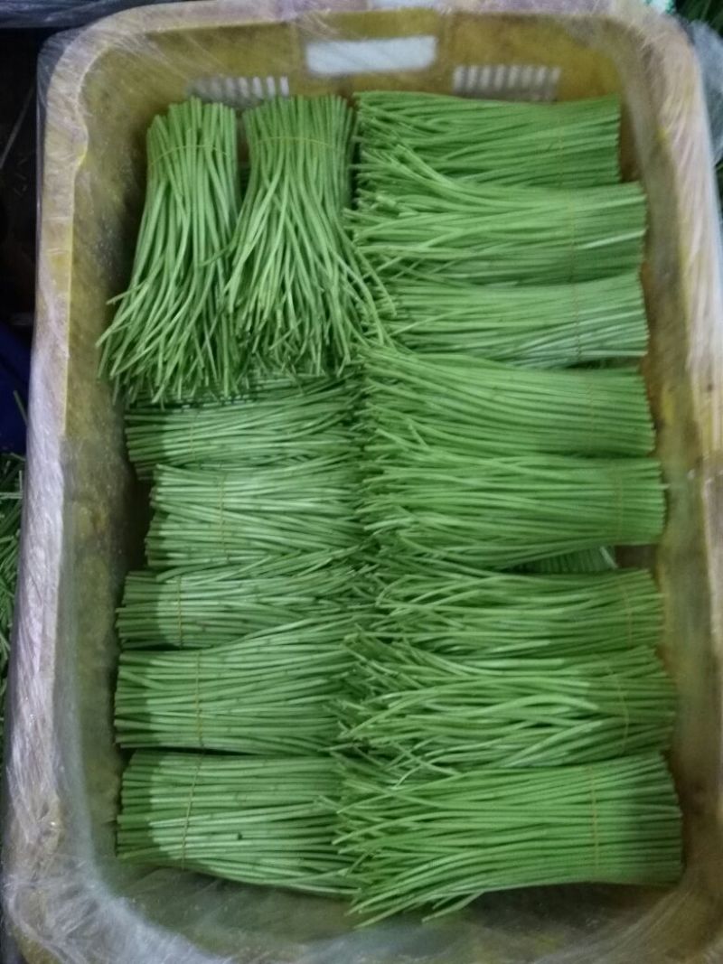 芦篙