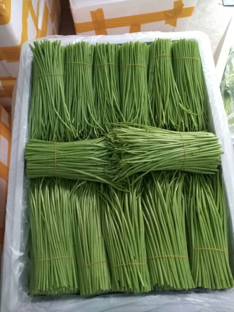 芦篙