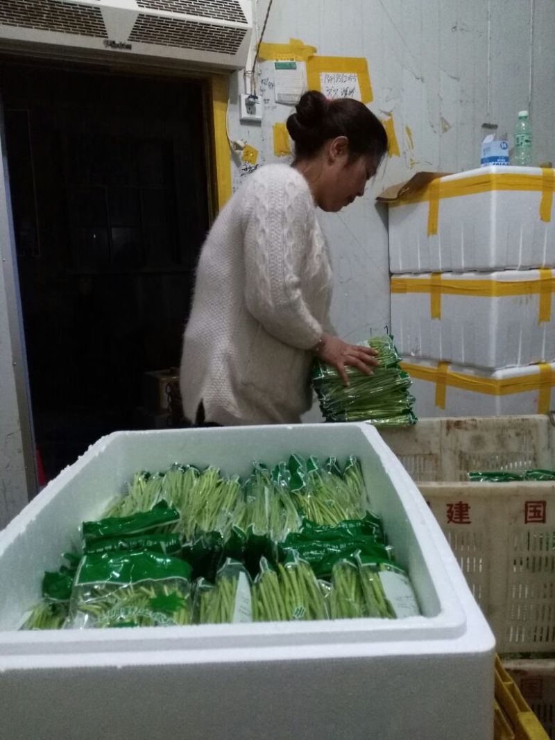 芦篙