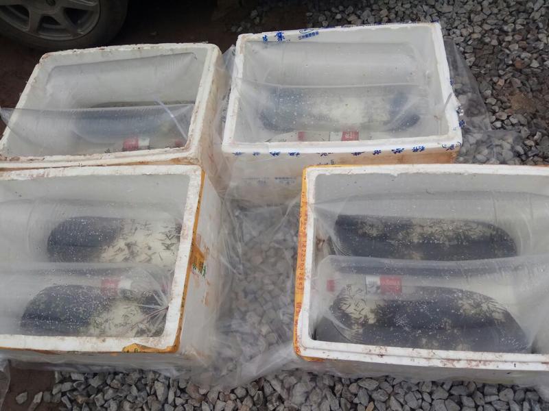泥鳅苗台湾泥鳅土泥鳅支持送货上门货到付款