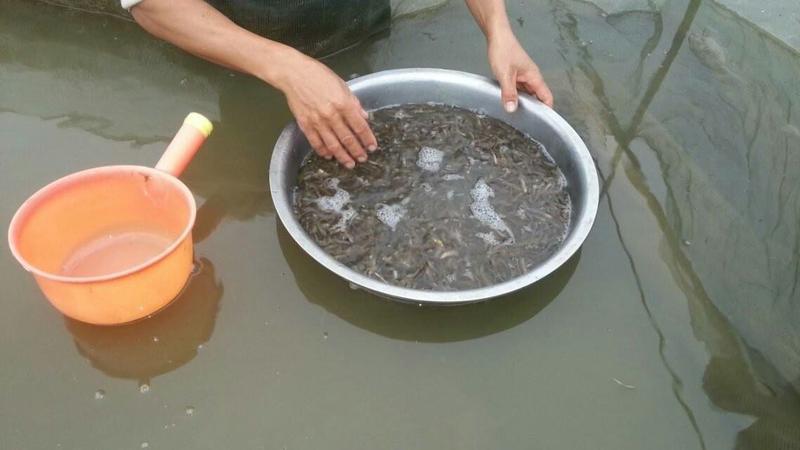 泥鳅苗台湾泥鳅土泥鳅支持送货上门货到付款