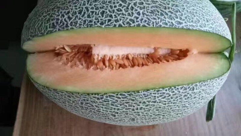 西州蜜瓜定单种植