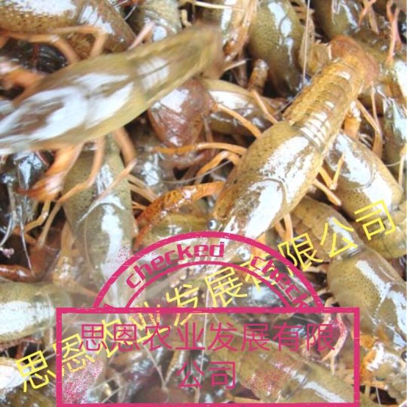 虾苗、虾种、人工养殖