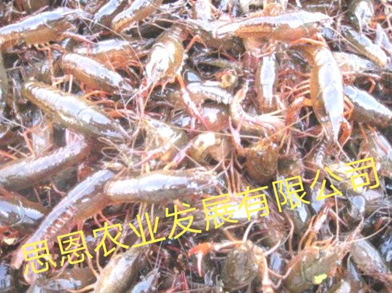 虾苗、虾种、人工养殖