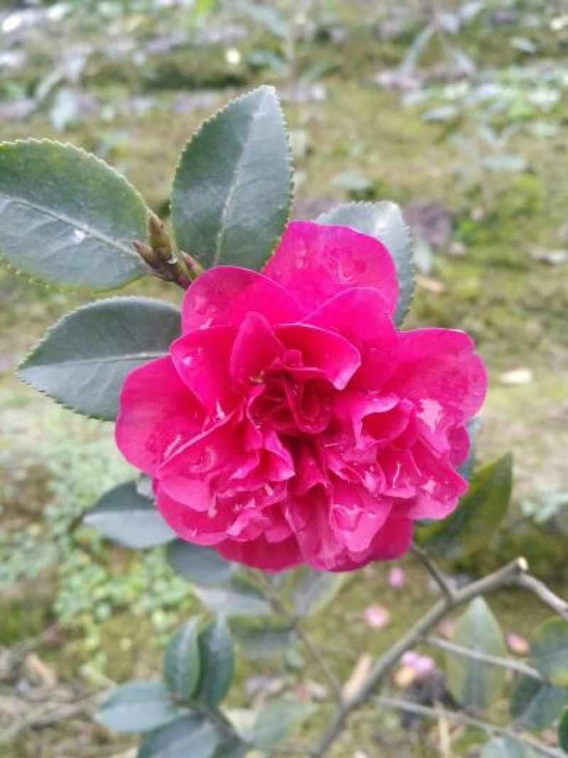 预售茶梅红花复瓣茶梅种植户基地直销