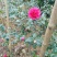 预售茶梅红花复瓣茶梅种植户基地直销
