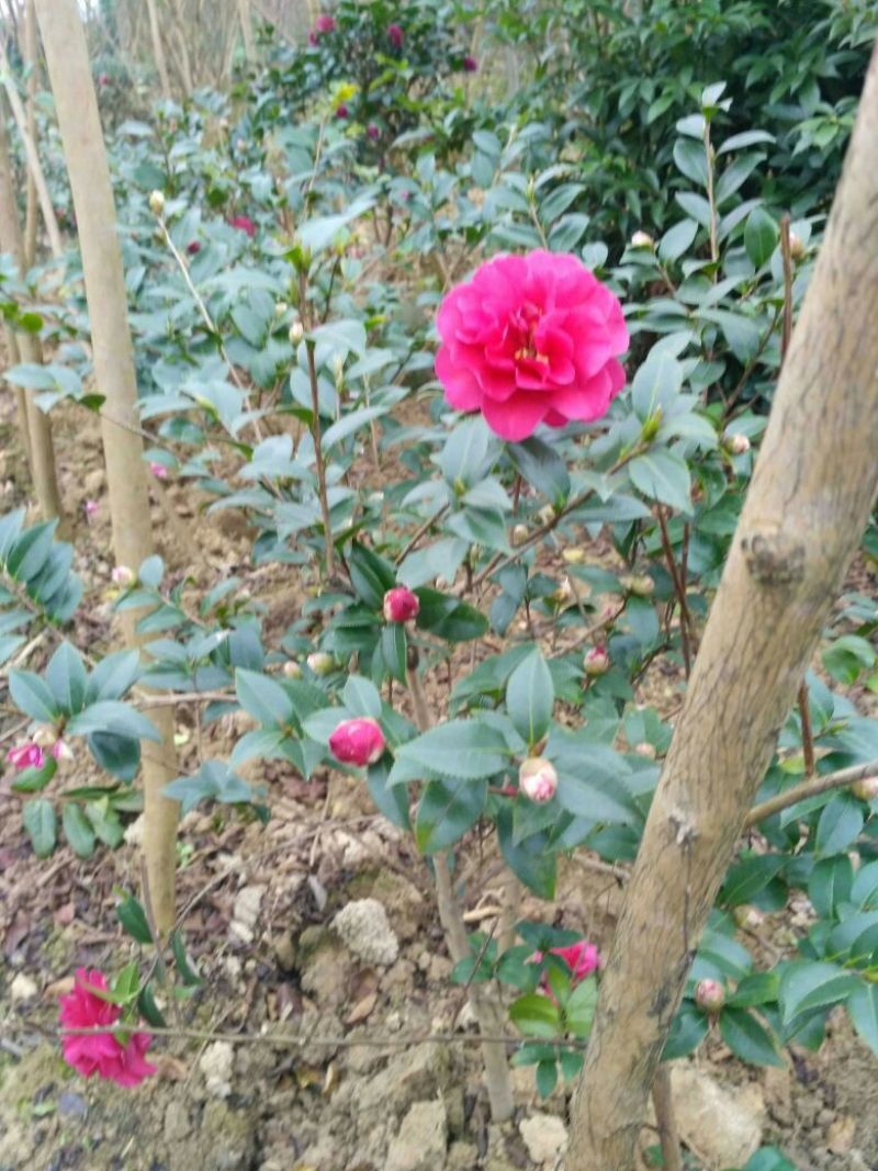 预售茶梅红花复瓣茶梅种植户基地直销