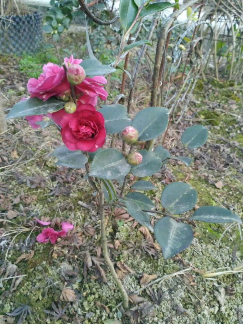预售茶梅红花复瓣茶梅种植户基地直销